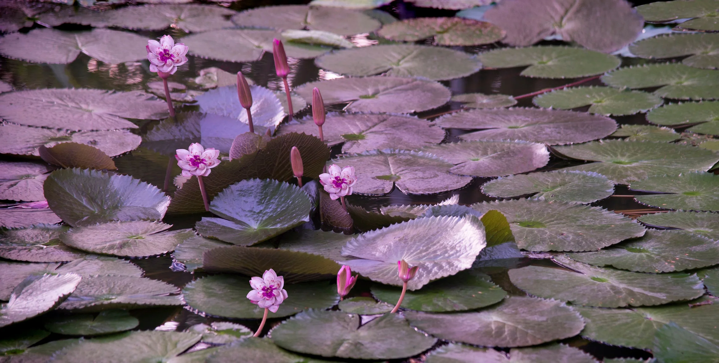 Venerable Jing Yuan: Let Me Bear The Suffering 净远法师: 苦由我承受