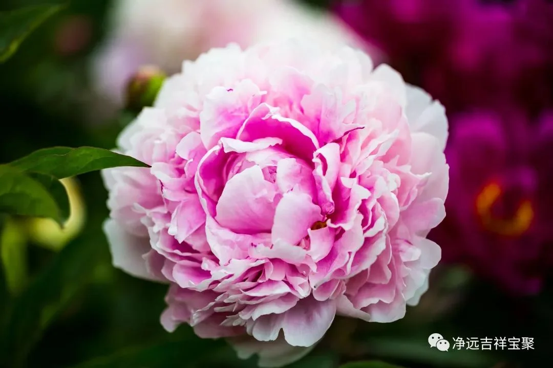 Venerable Jing Yuan: Characteristic of the Mundane World 净远法师: 世俗活动的本质