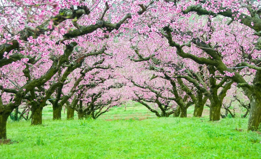Venerable Jing Yuan: Harmonious, Happy and Blissful Family 净远法师: 家庭和乐有福