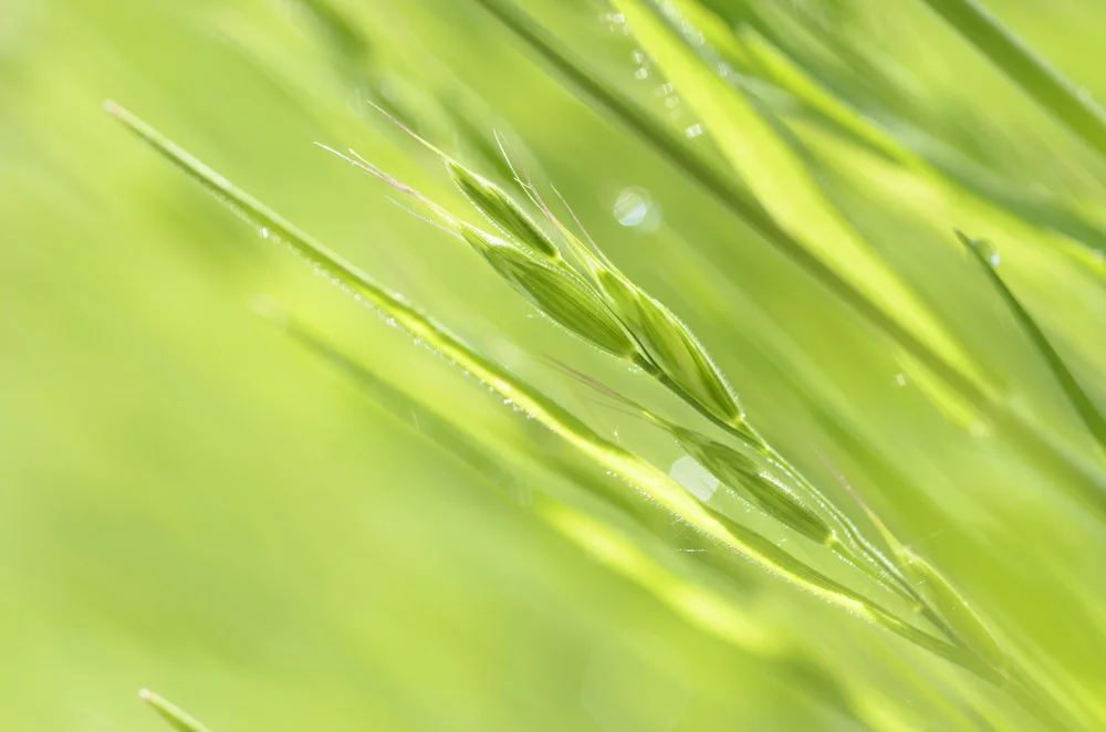 SGLamrim 24 July 2019