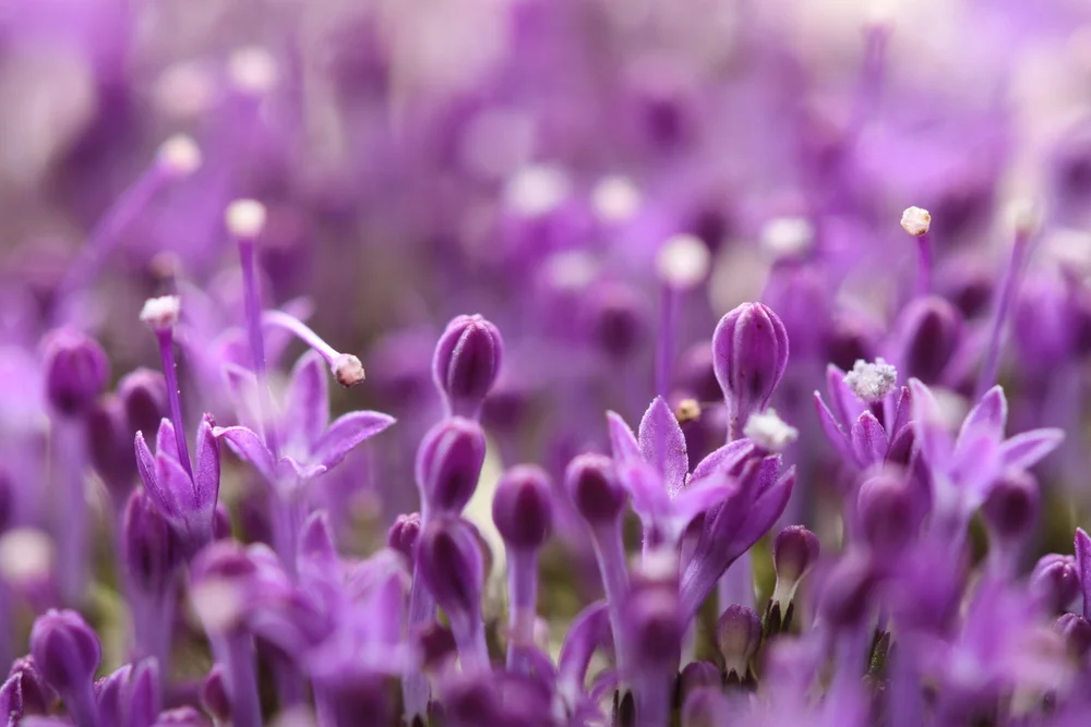 On the way to Buddhahood