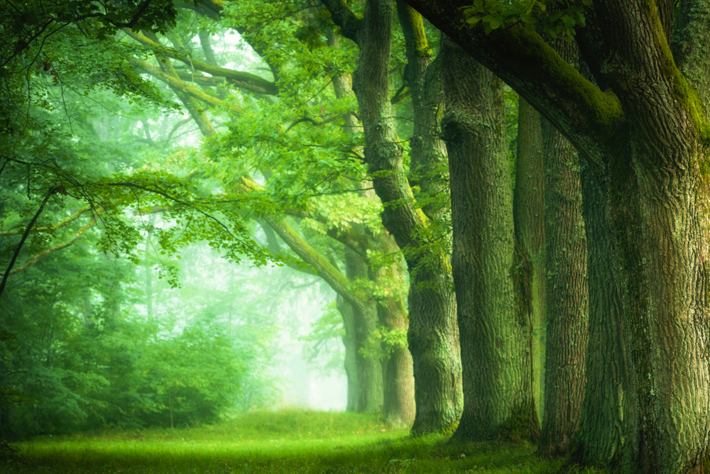 【The Meditation Session – what to do in between sessions 修持轨理 - 未修中间】restraining the sensory faculties - with which you restrain the sensory faculties - restrain them ...密护根门-如何防护-守护境者
