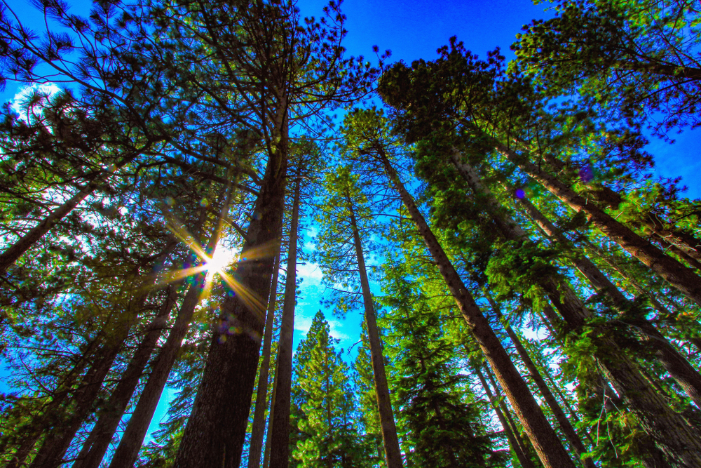 To view the scriptures through the eyesof partisanship