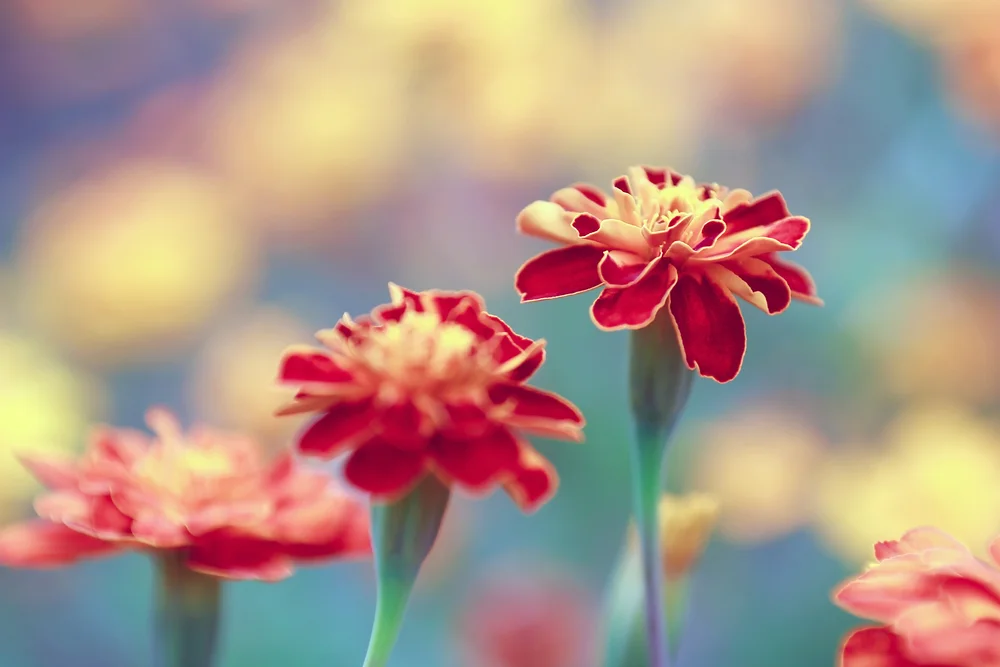 【The Meditation Session – what to do in between sessions 修持轨理 - 未修中间】Restraining the sensory faculties – Why do we need to restrain? 密护根门-防护为何