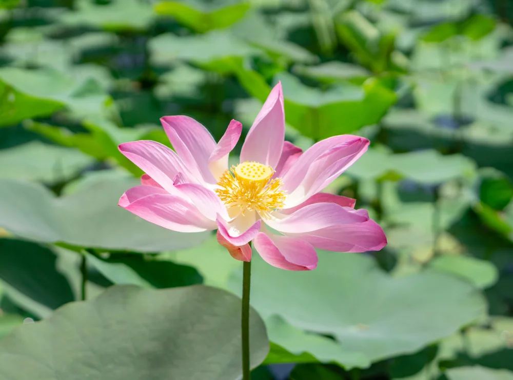 【The Meditation Session – what to do in between sessions 修持轨理 - 未修中间】The five actions of movement 正知而行-五行动业2