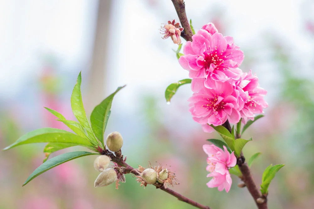 【The Meditation Session – what to do in between sessions 修持轨理 - 未修中间】five actions of activity in a temple 4 正知而行-五受用业4