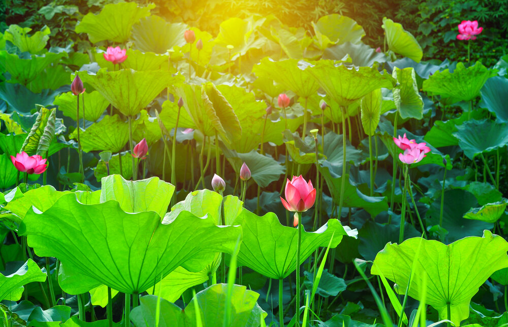 【The Meditation Session – what to do in between sessions 修持轨理 - 未修中间】Acting vigilantly 2 正知而行-于彼行正知2