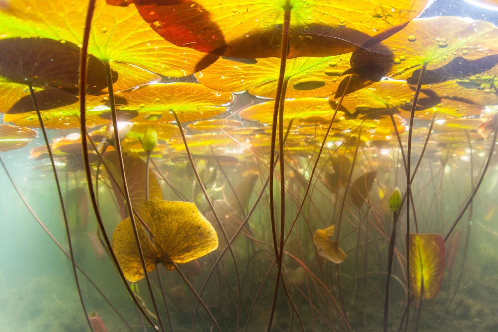 【The Meditation Session – what to do in between sessions 修持轨理 - 未修中间】Appropriate diet – Contemplating the faults 饮食知量-思惟过患