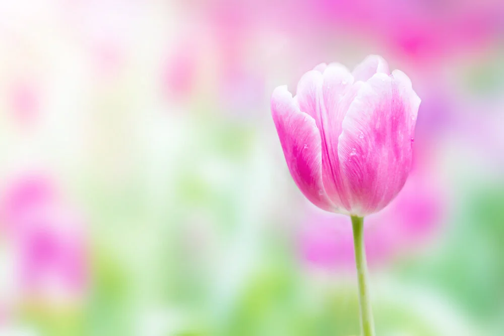  【The Meditation Session – what to do in between sessions 修持轨理 - 未修中间】How to practice without sleeping at the wrong time instead of sleeping : Motivation (4.1) 悎寤瑜伽-意乐4.1