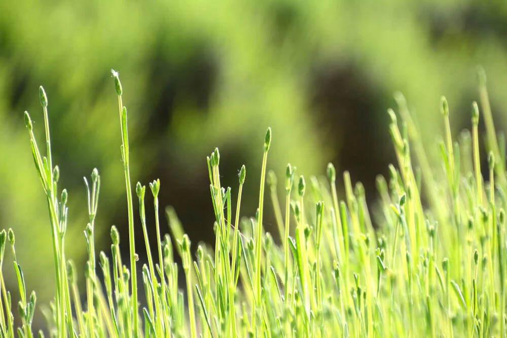 【The Meditation Session – what to do in between sessions 修持轨理 - 未修中间】How to practice without sleeping at the wrong time - Motivation (4.3) 悎寤瑜伽-意乐4.3