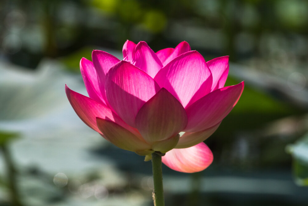 【The Meditation Session – what to do in between sessions 修持轨理 - 未修中间】 How to practice without sleeping at the wrong time - Motivation (4.2) 悎寤瑜伽-意乐4.2