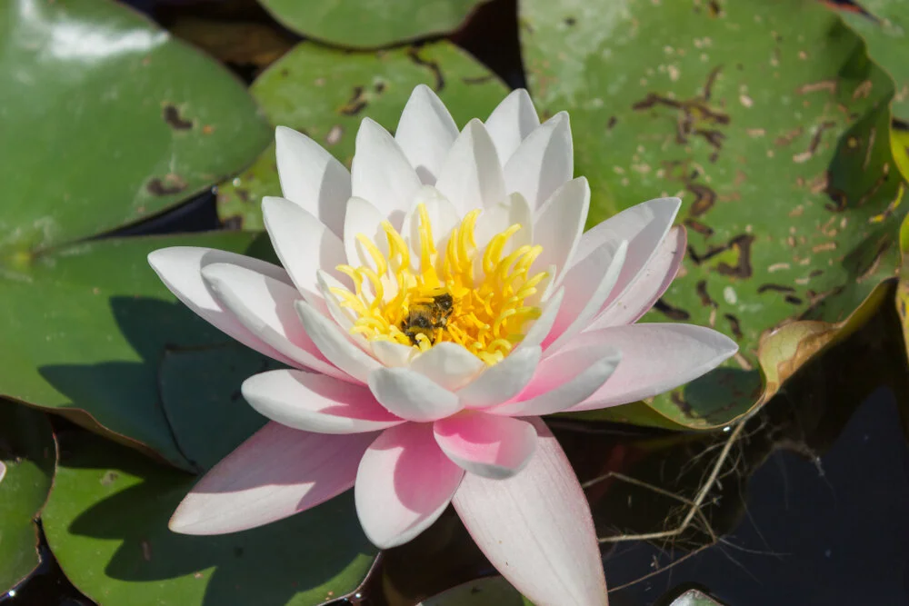 【The Meditation Session – what to do in between sessions 修持轨理 - 未修中间】 How to practice without sleeping at the wrong time - Motivation (4.4)  悎寤瑜伽-意乐4.4