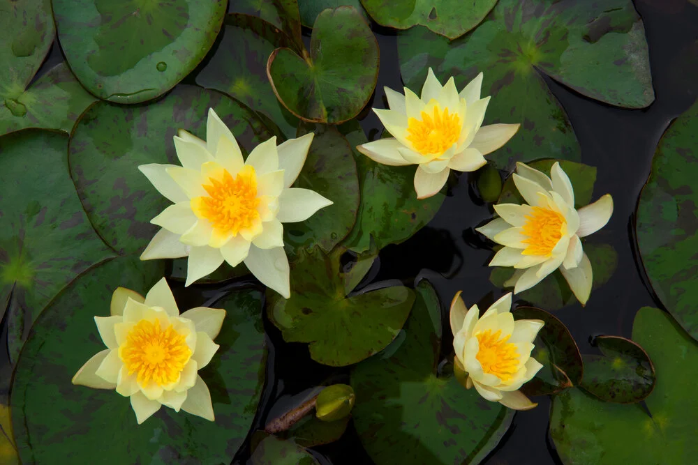 【Human Life of Leisure and Opportunity 暇满】Five Aspects of Opportunity 暇满 —— 五自圆满