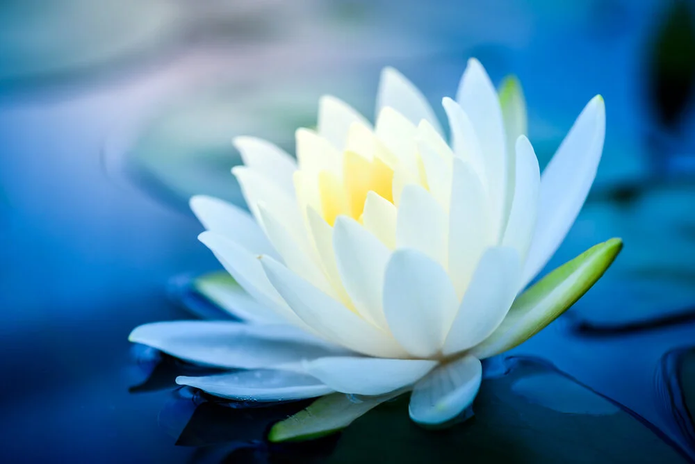 【Human Life of Leisure and Opportunity 暇满】The five aspects of opportunity that pertain to others – imparting the teaching 五他圆满 —— 说正法