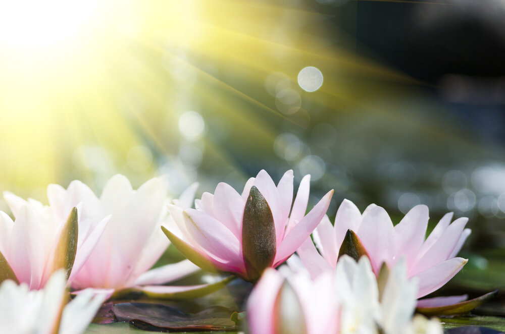【Human Life of Leisure and Opportunity 暇满】 It is very rare and precious that a Buddha has visited 佛降世有多难能可贵