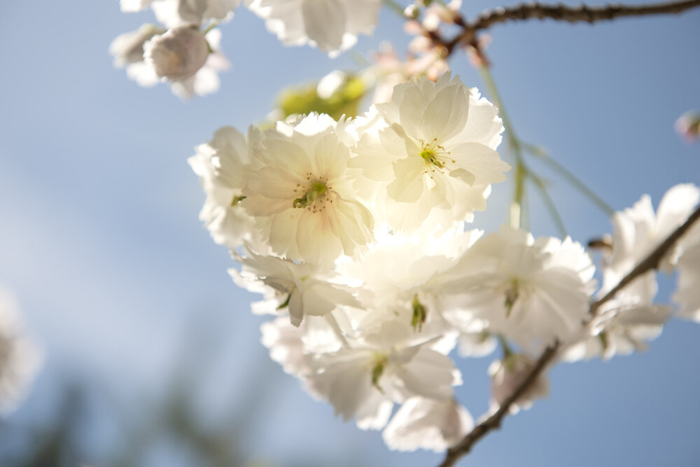 【Human Life of Leisure and Opportunity 暇满】The light returns to shine inward 回光返照