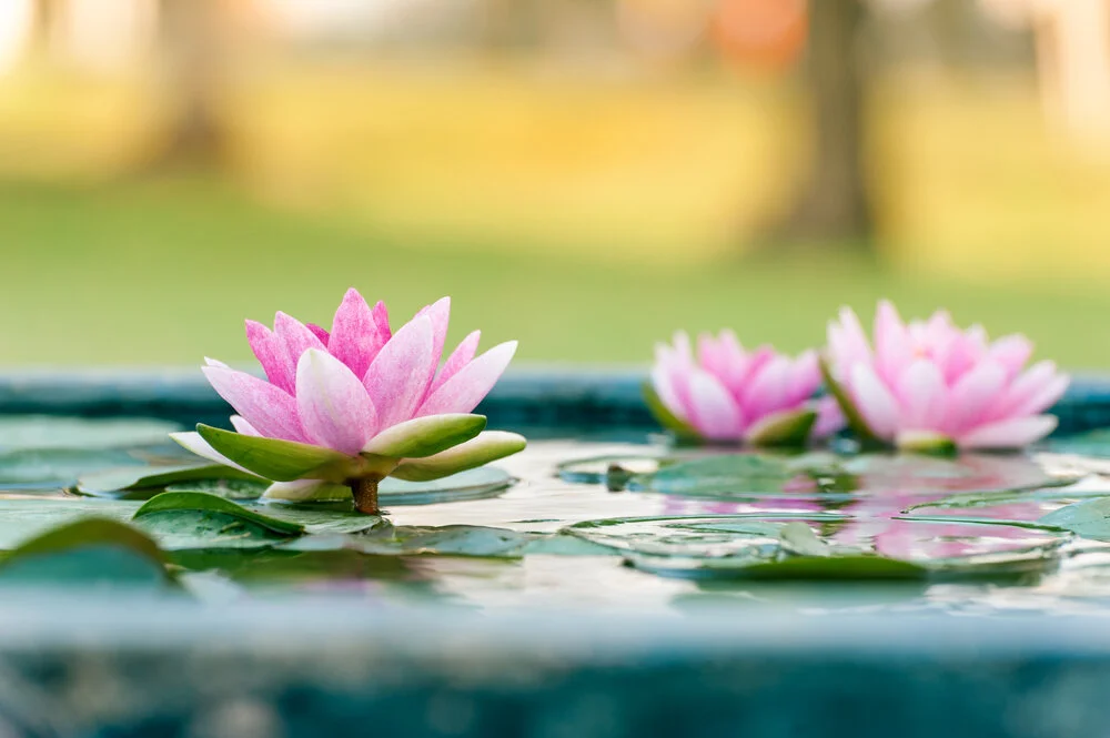 【Human Life of Leisure and Opportunity 暇满】What is lasting happiness?  何谓毕竟乐