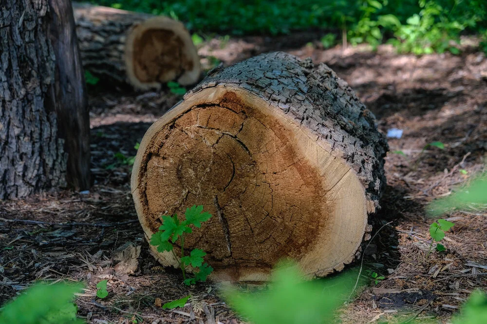 【Human Life of Leisure and Opportunity 暇满】 Am I a piece of wood?   我是木头吗？