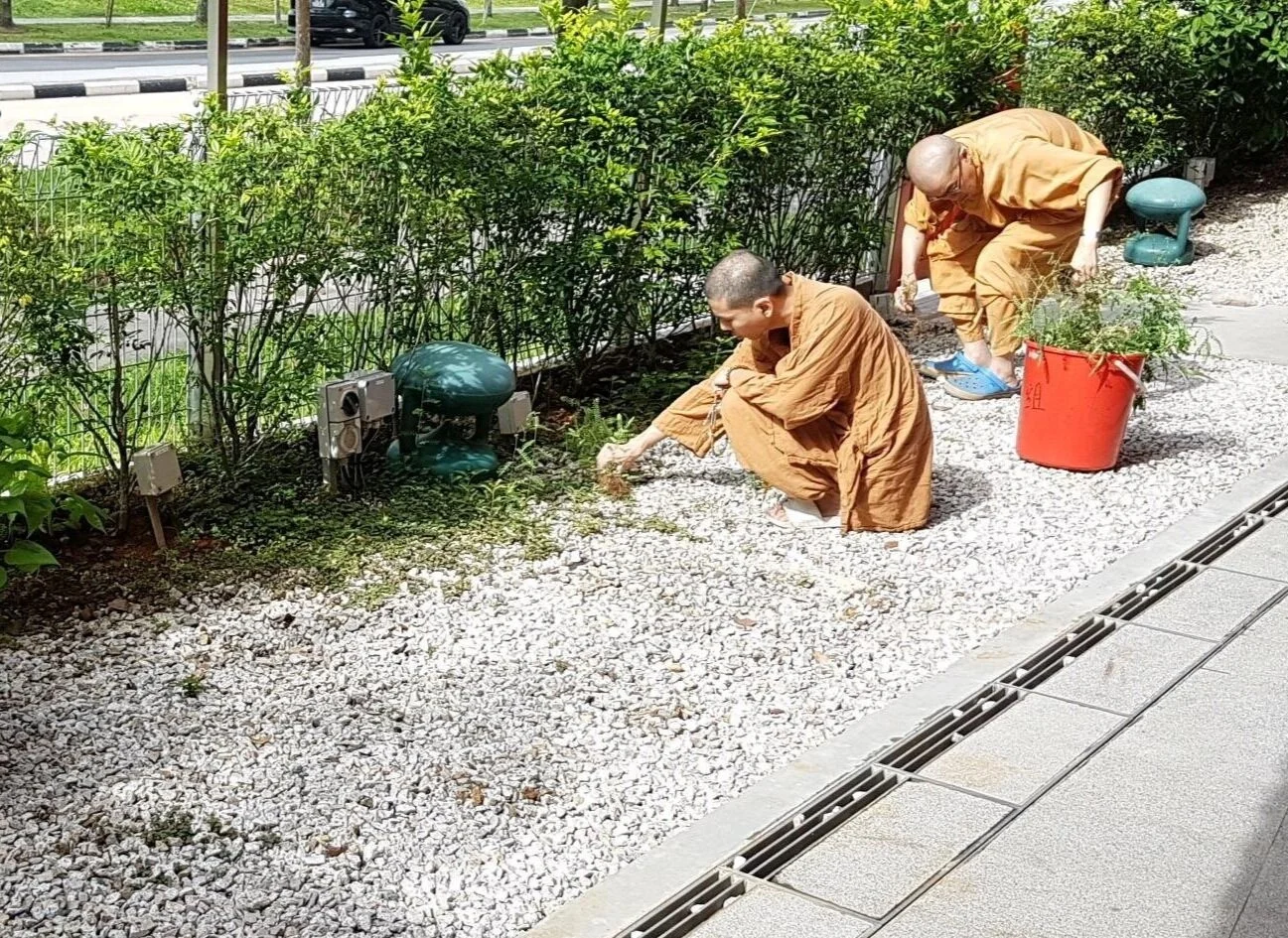 Clear away the wild grass.. wishing all sentient beings can quickly pull out the roots of all afflictions too!