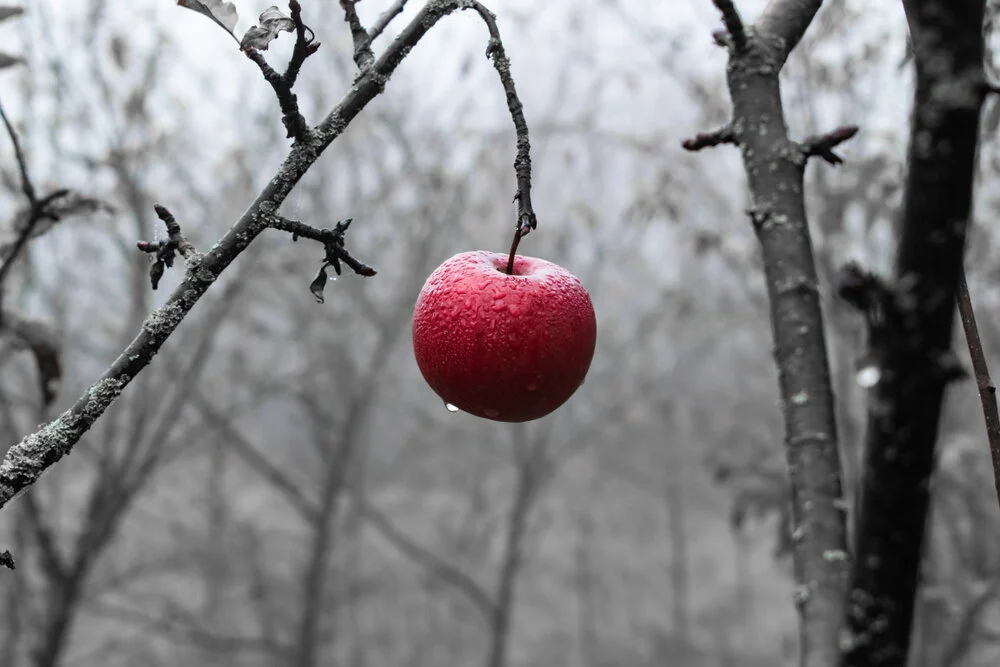 【Human Life of Leisure and Opportunity 暇满】If I do not attain it, I will commit sin and never be virtuous.  人身若不得，唯恶全无善
