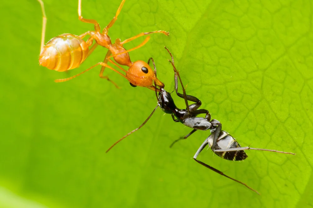 【Human Life of Leisure and Opportunity 暇满】Ants get ready to fight or run away 蚂蚁的准备打斗和逃跑