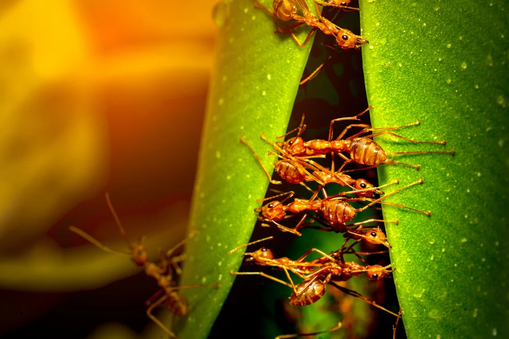 【Human Life of Leisure and Opportunity 暇满】They have been there for 80,000 great eons. 牠在这里八万大劫