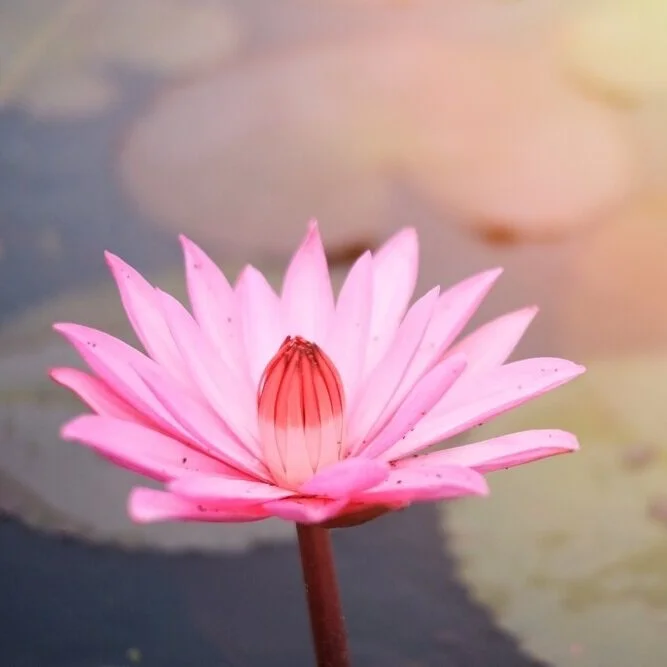 【Human Life of Leisure and Opportunity 暇满】a foundation of pure ethical discipline 净戒为根本
