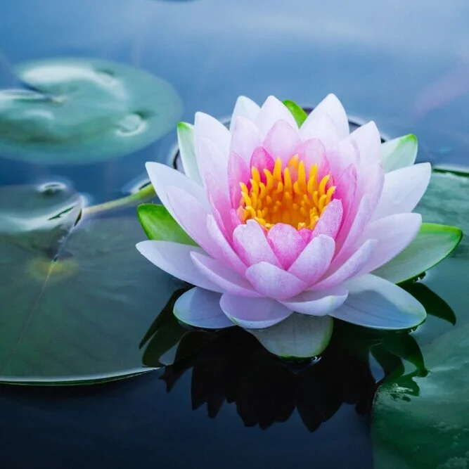 【Human Life of Leisure and Opportunity 暇满】reflect on the difficulty of obtaining a life in the happy realm  思善趣身果难得