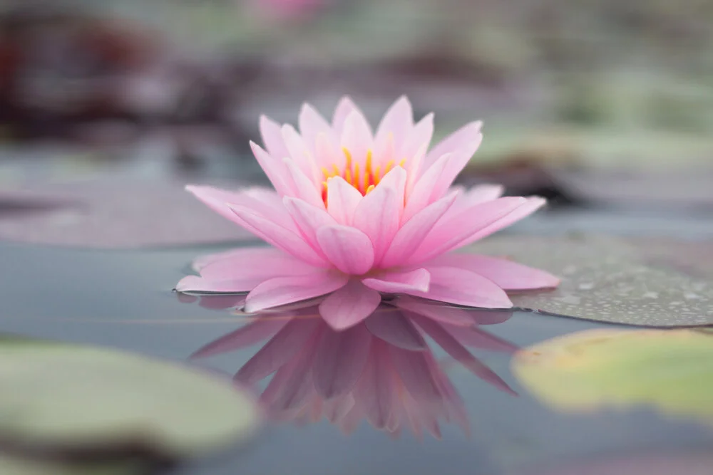 【Human Life of Leisure and Opportunity 暇满】 Geshe 格西