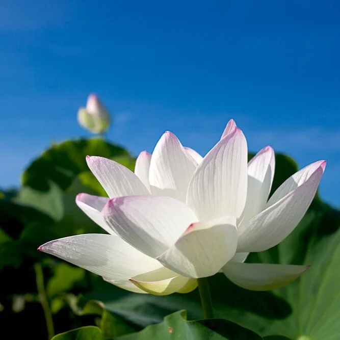 【Human Life of Leisure and Opportunity 暇满】Greatly value this teaching on the difficulty of obtaining leisure and opportunity. Thus, he said that ... 殷重修此，余一切法，由此引生