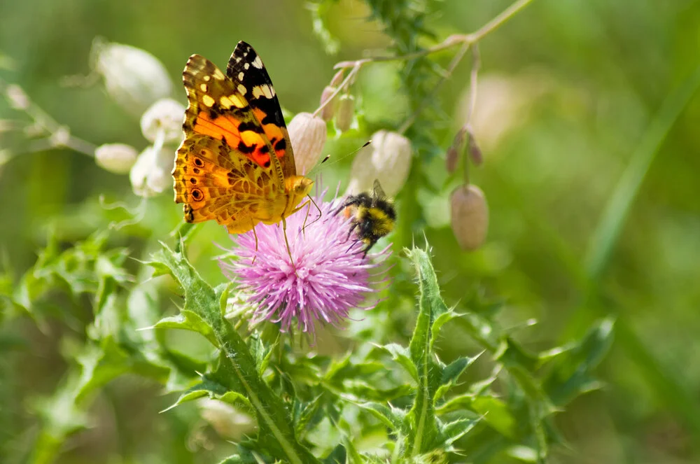 【 The Three Types of Persons 道次引导】Through benefiting living beings, only then can we completely benefit ourselves 由利益有情，才能圆满自利