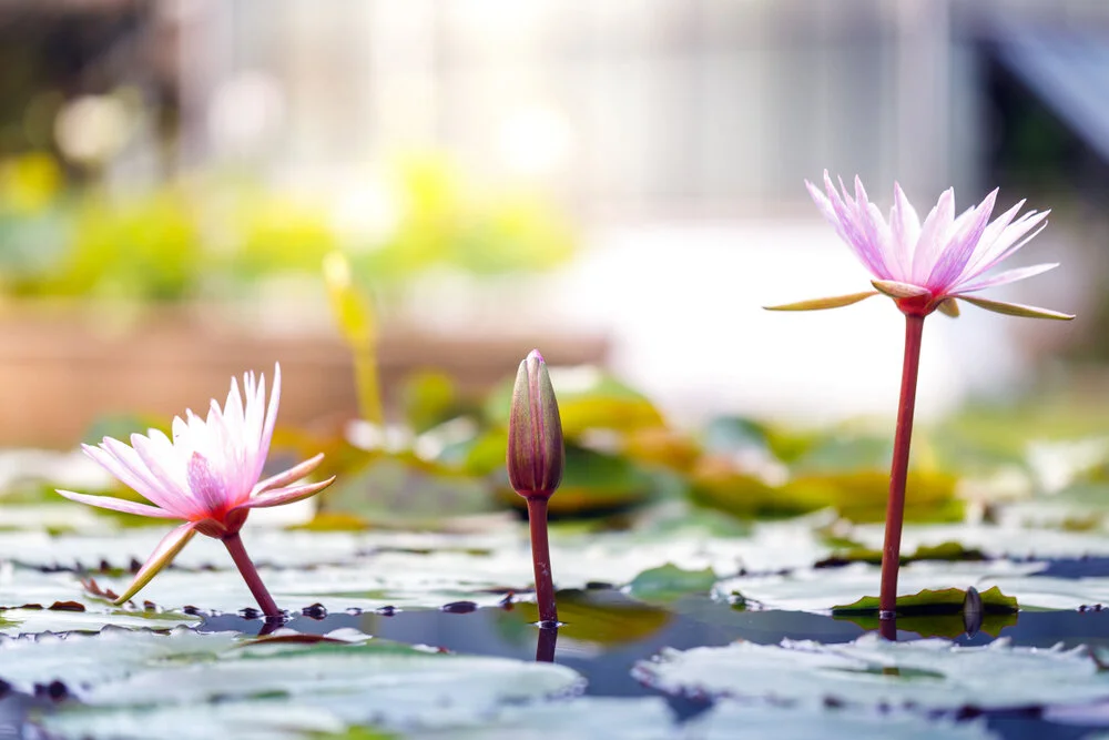 【The Three Types of Persons 道次引导】Activity of the supreme determination to be free I 殊胜的出离行I