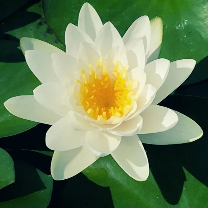 【The Three Types of Persons 道次引导】Activity of the supreme determination to be free II 殊胜的出离行II