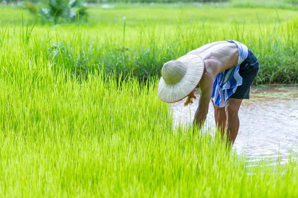 【The Three Types of Persons 道次引导】Elderly farmer asking for a harvest on what they sowed 老农种田问收获
