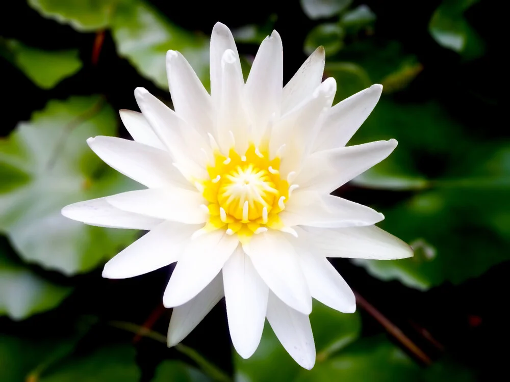 【The Three Types of Persons 道次引导】 Take refuge and the seven branches of worship 要皈依及七支愿行 