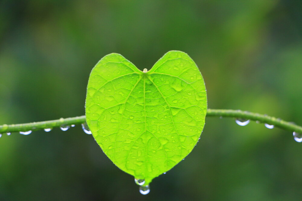 【The Three Types of Persons 道次引导】 Developing the Spirit of Enlightenment 发生慈悲之因
