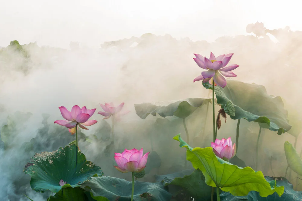 【The Three Types of Persons 道次引导】 Once this yearning arises from the depths of your heart, decisively take up the pure vow of the engaged spirit of enlightenment 至心起欲学已，定受行心清净律仪