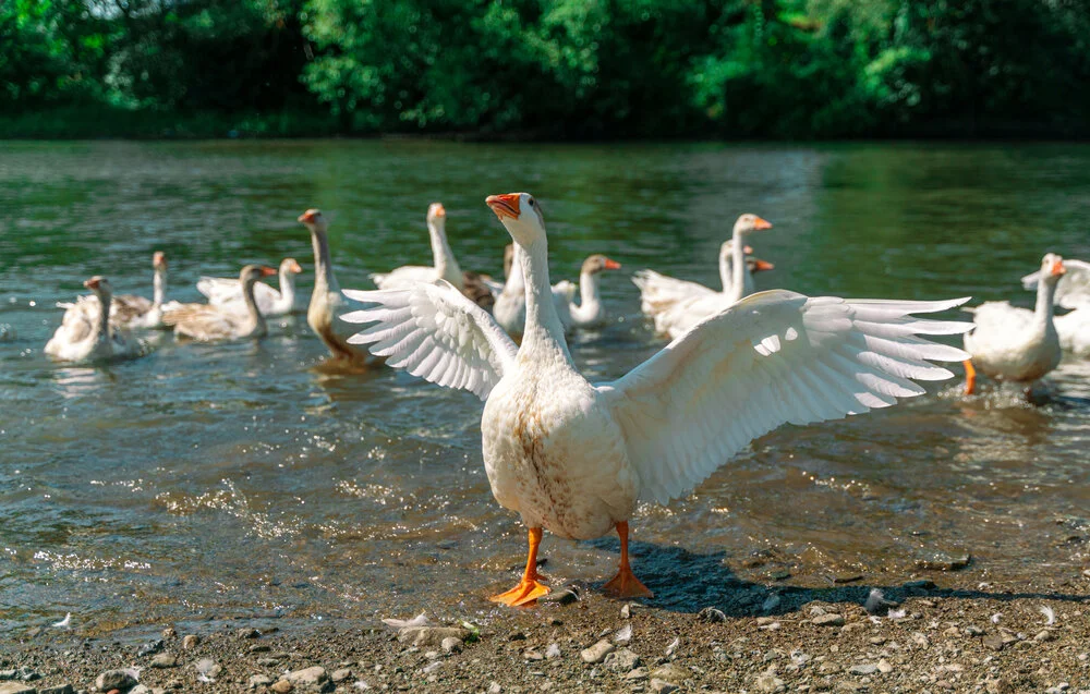 【The Three Types of Persons 道次引导】Spreading the broad, white wings of reality and conventionality 真俗白广翅圆满