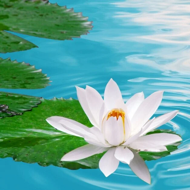 【The Three Types of Persons 道次引导】Pure tantric sources -1 根源清净-1