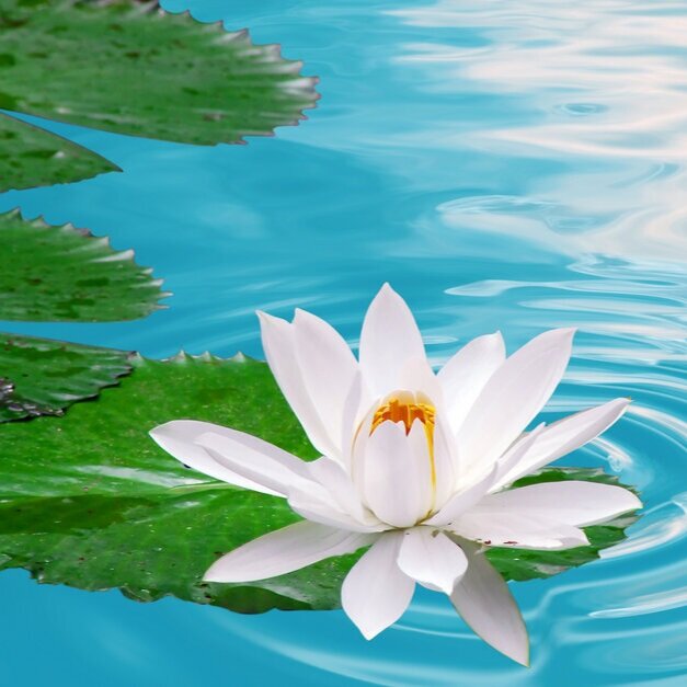【The Three Types of Persons 道次引导】Pure tantric sources - 2   根源清净-2 