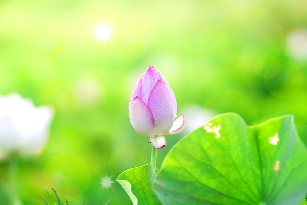 【The Three Types of Persons 道次引导】By respecting the precepts with one-pointed veneration, one will receive the quintessential blessings  一心尊重戒法即得圆满加持