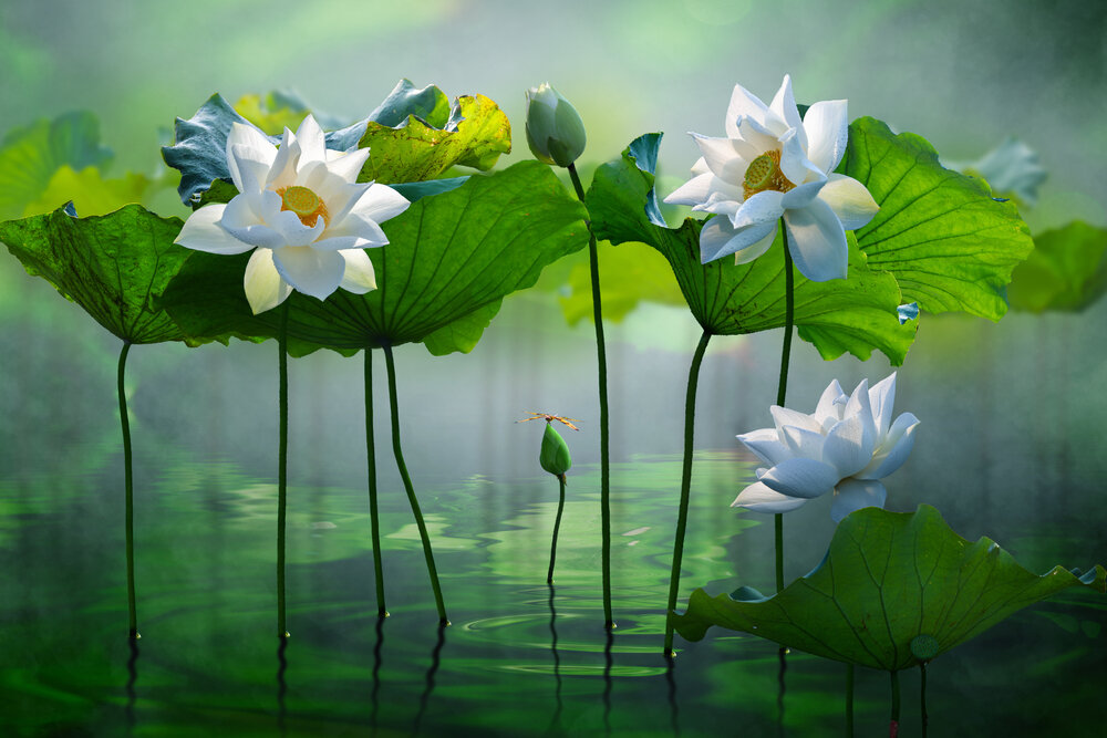 【The Three Types of Persons 道次引导】observe properly, at the risk of your life, all of the vows and pledges - 1  宁舍命如理护持律仪-1
