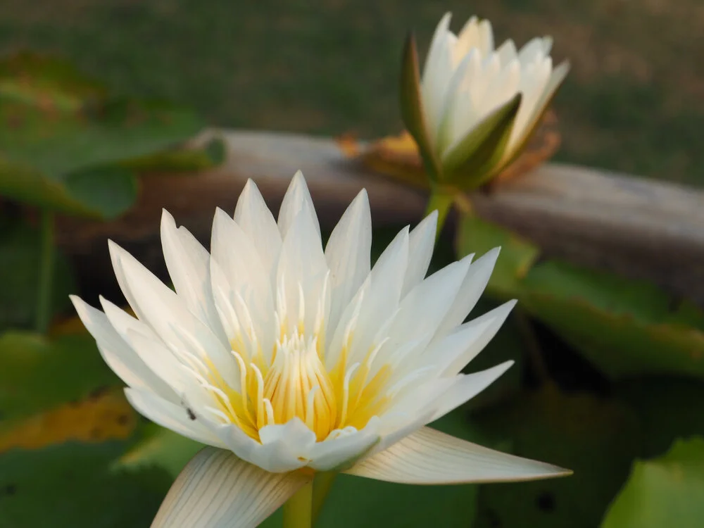 【The Three Types of Persons 道次引导】To complete the seven indispensable elements; Respect your guru, who is equal to the Buddha. 圆满信等财，敬师等于佛