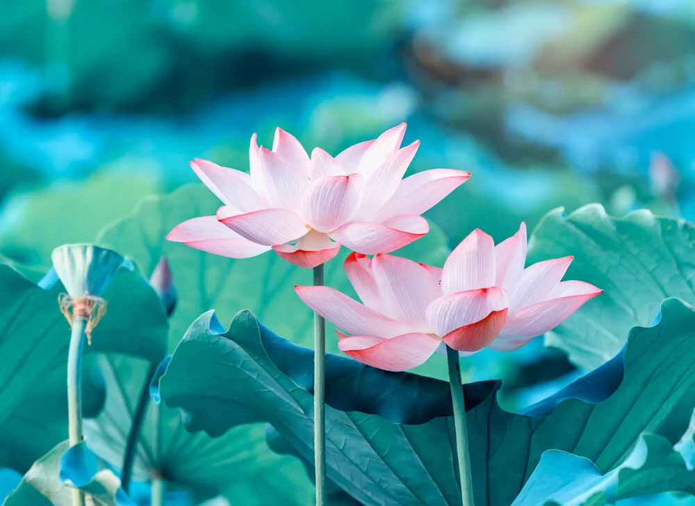 【The Three Types of Persons 道次引导】Destroying self-arrogance vs Flourishing of Dharma 摧伏我慢 VS 佛法兴旺