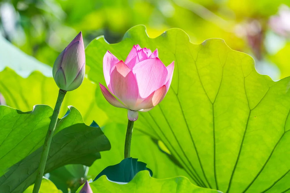 【The Three Types of Persons 道次引导】Attain the preceding high status first, then attain certain goodness. 先得增上生，后得决定胜