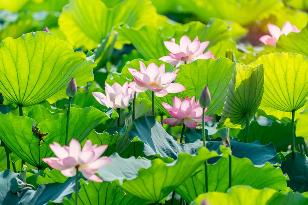 【The Three Types of Persons 道次引导】The systematic approach used by Bodhisattvas to guide and benefit sentient beings. 菩萨引导利益有情的次第