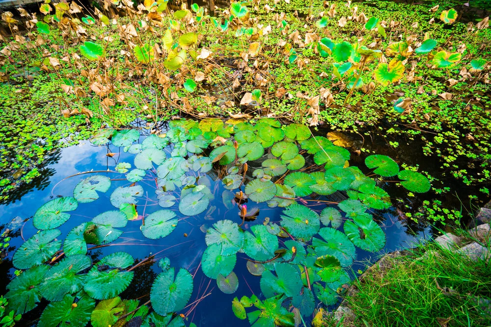 【Mindfulness of Death 念死无常】 It is not my turn yet 还没轮到我...     