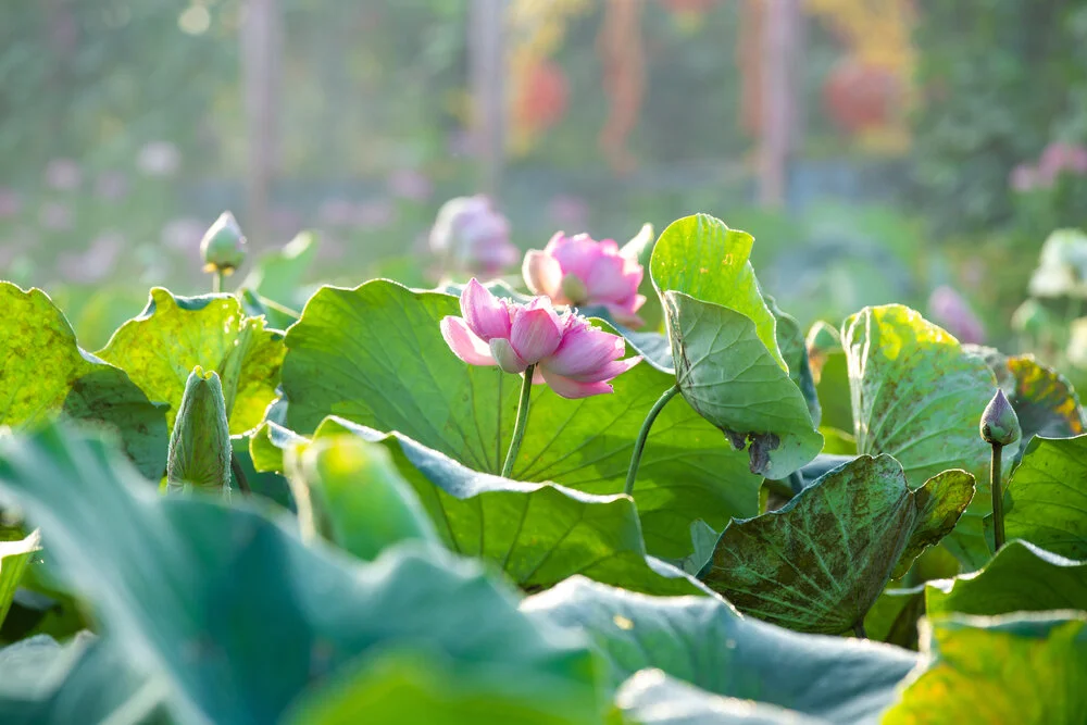 【Mindfulness of Death 念死无常】The real nutrition that we need now is in the form of Dharma 我们要“法”的营养    