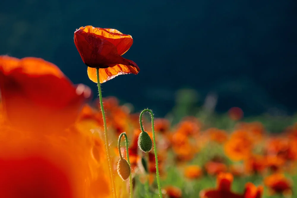 【Mindfulness of Death 念死无常】the wonders of this life will be mere memories at the time of death 现法一切圆满，于临死时唯成念境