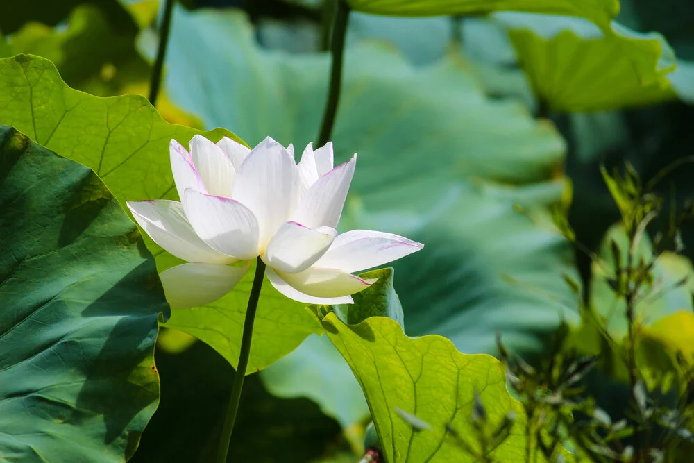 【Mindfulness of Death 念死无常】Death. We have to abandon everything 死，一切都抛掉